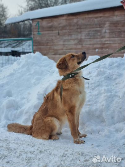 Собака из приюта хочет домой