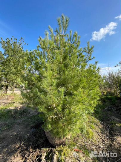 Сосна обыкновенная