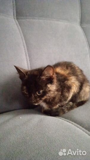 Отдадим котенка