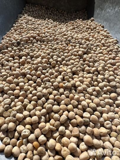 Пшеница, ячмень, горох, отходы