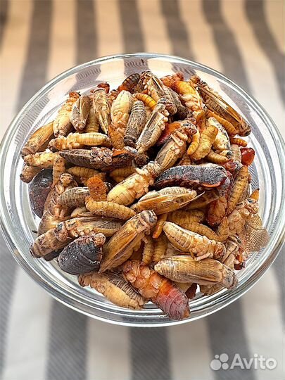 Корм, сверчки для стрижа, корм для ежа