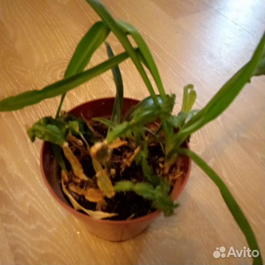 Комнатные цветы бесплатно