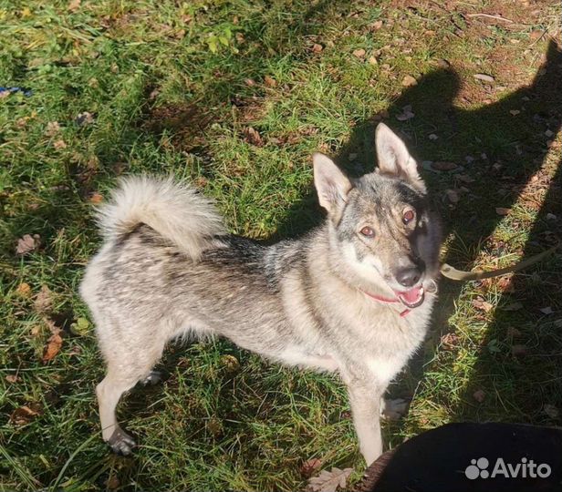 Метис лайки в добрые руки