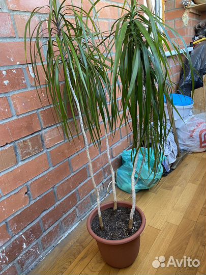 Пальма драцена