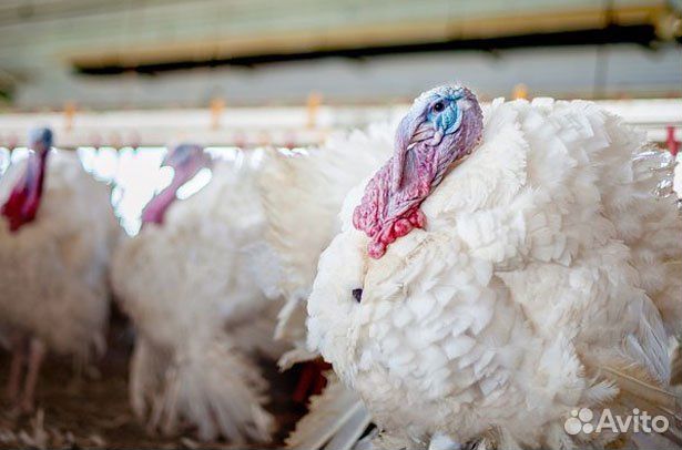 Индюшата хайбрид конвертор, биг-6