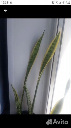 Сансевиерия трехполосная тещин язык щучий хвост