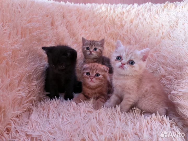 Шотландские котята