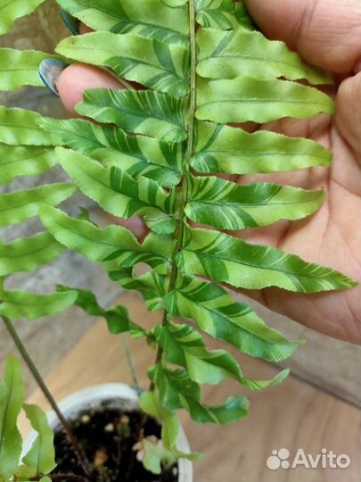 Папоротники