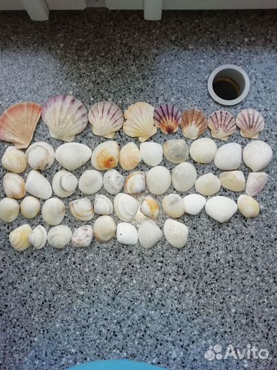 Морские ракушки