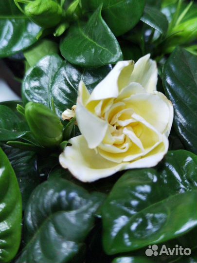 Гардения Царственная цветущая, Жасмин капский