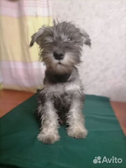 Цвергшнауцер