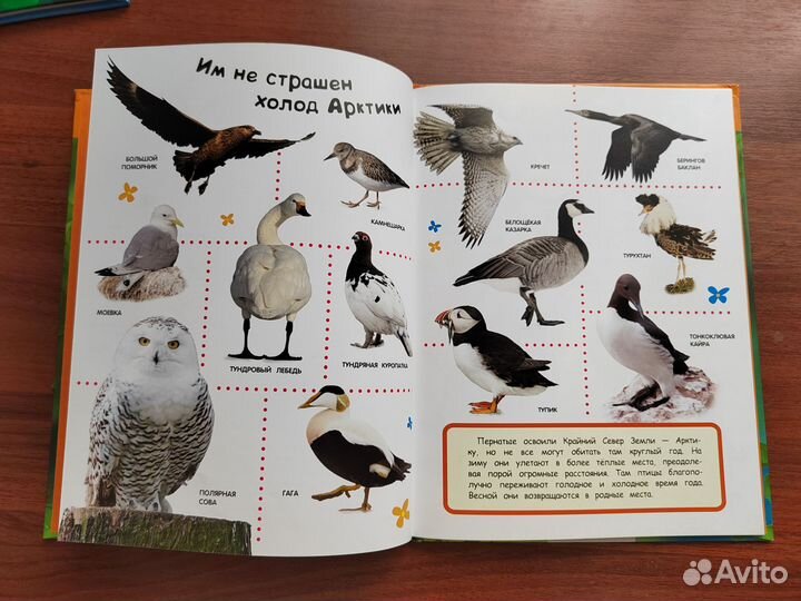 Книга Птицы