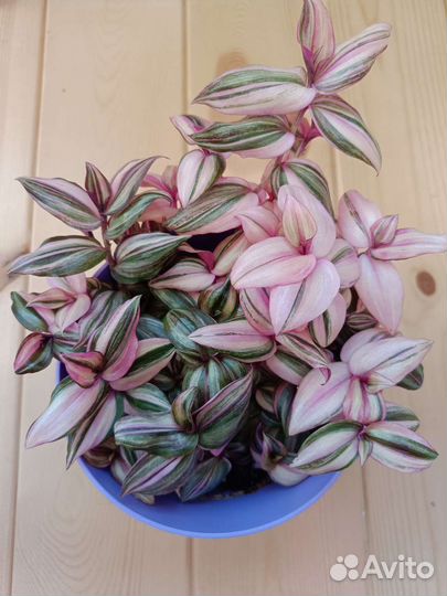 Традесканции 38 сортов, часть 3