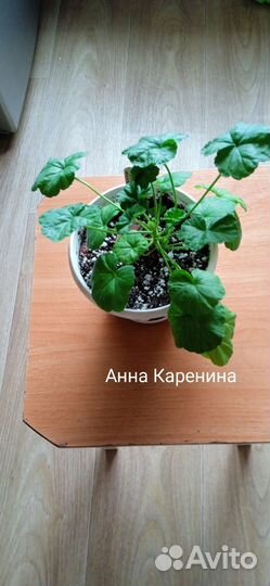 Пеларгония