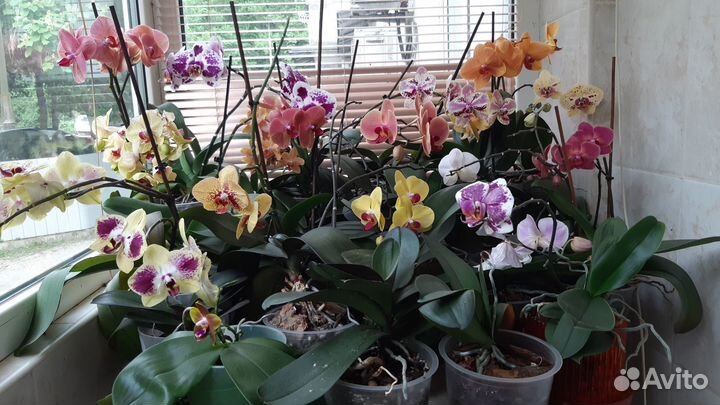 Комнатные растения цветы