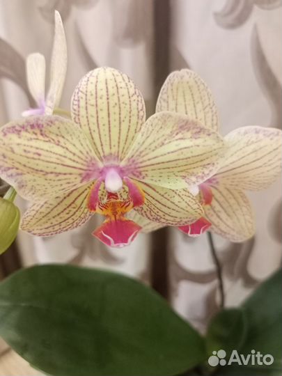 Орхидея