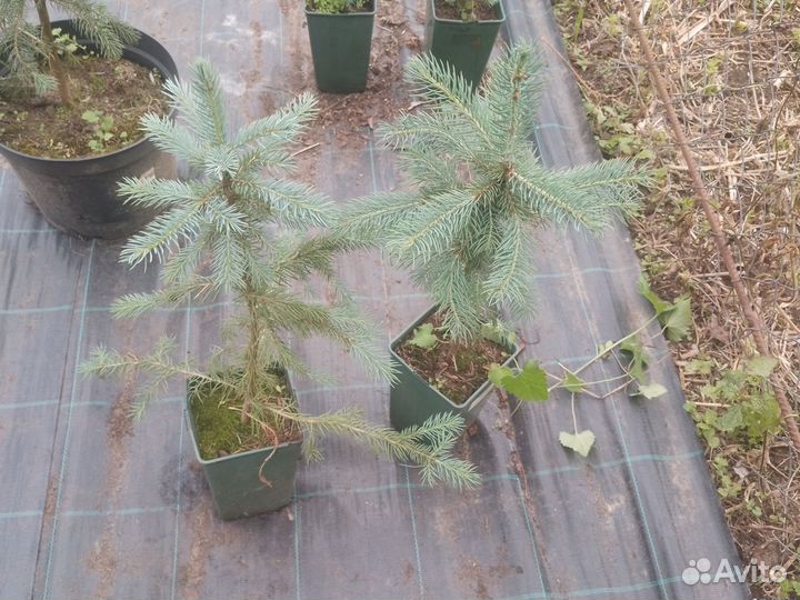 Голубая ель