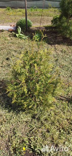 Туя брабант