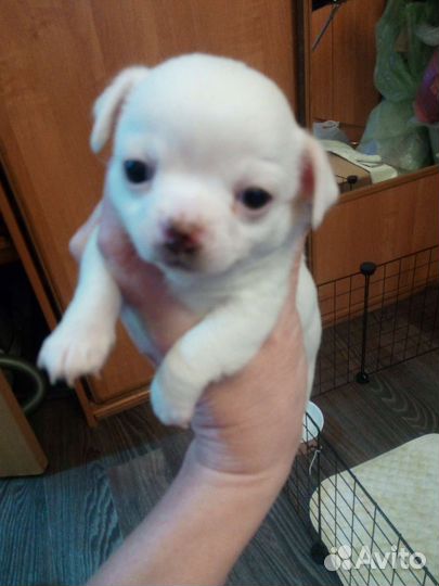 Щенки чихуахуа