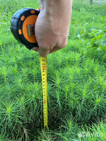 Сеянцы сосна ель зкс