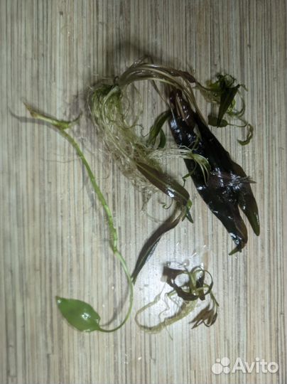 Аквариумные растения прополка