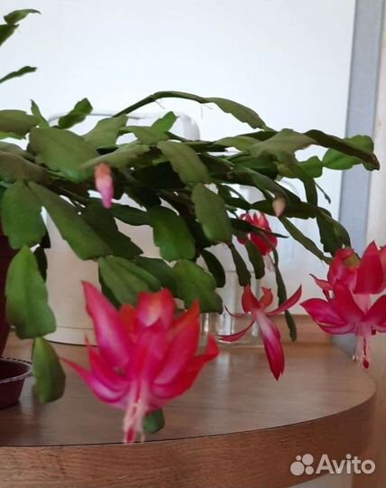 Декабрист. Шлюмбергера. Розовый