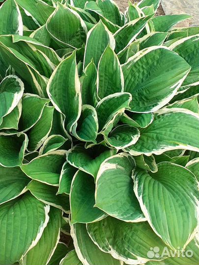 Цветы Хоста