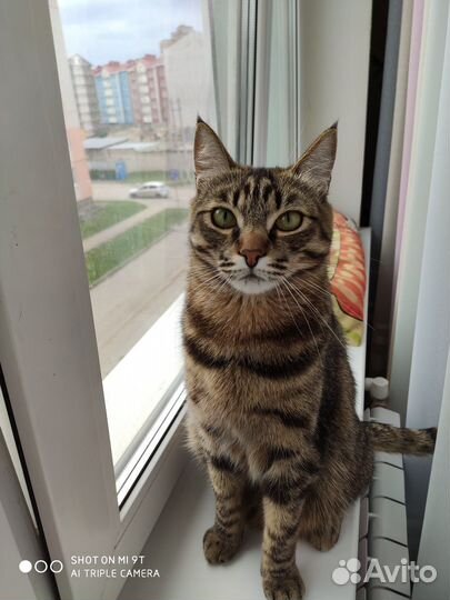 Кастрация котов