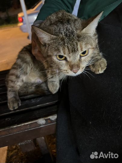 Кошки в добрые руки