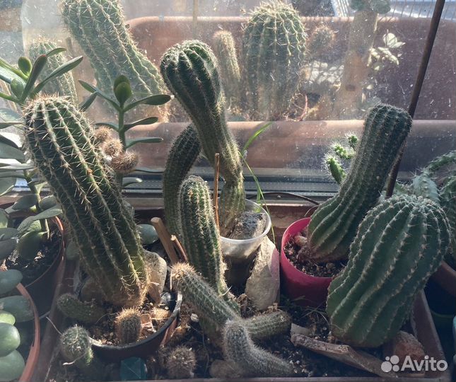 Кактус эхинопсис