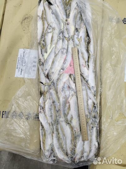 Корюшка свежемороженая, азиатская зубастая