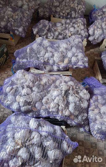 Чеснок рокамболь