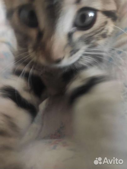 Котята мейн-кун