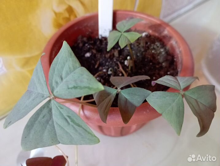 Оксалисы сортовые