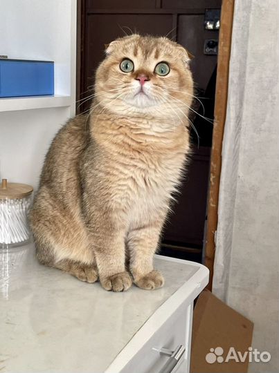 Шотландский красавчик для вязки+котята