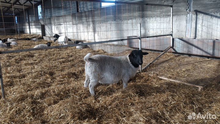 Бараны, овцы, ярочки и баранчики порода Дорпер