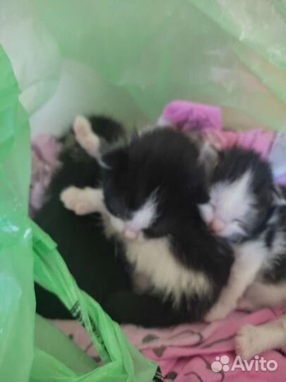 Котята в добрые руки