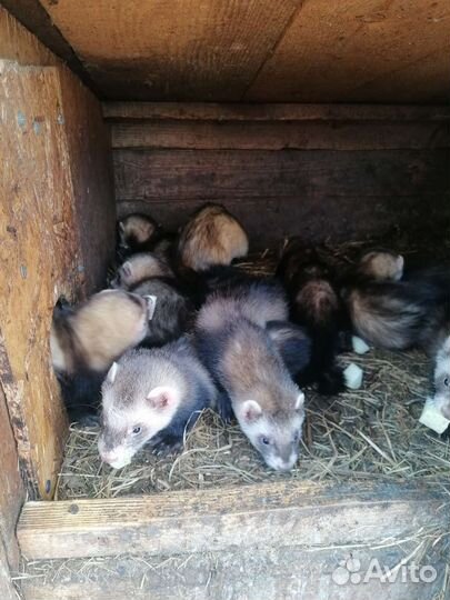 Продаются хорьки