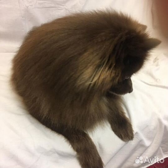 Стрижка собак мелких и средних пород