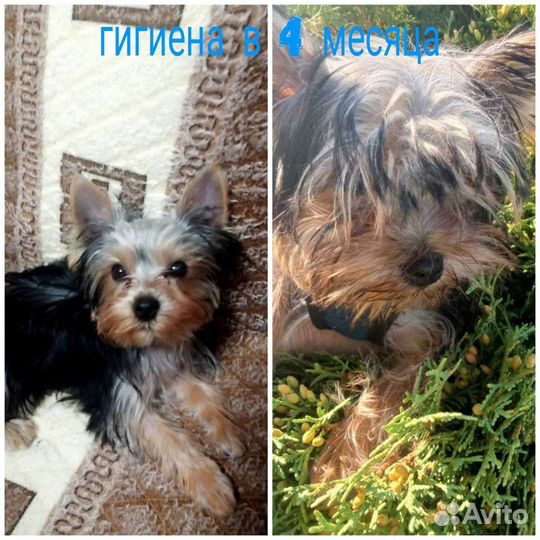 Стрижка йорков