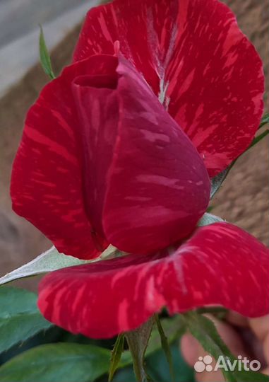 Розы сортовые Голландия кусты