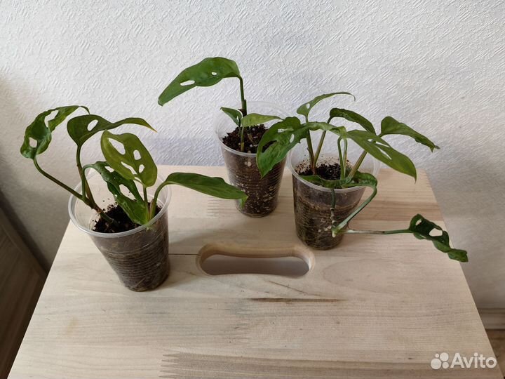 Монстера манки маска