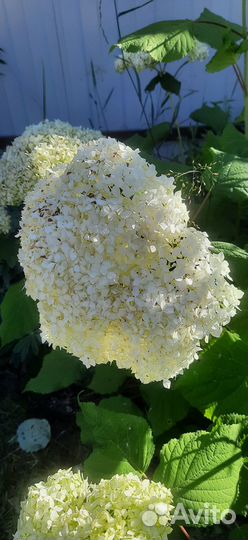 Древовидная гортензия с огромными цветами