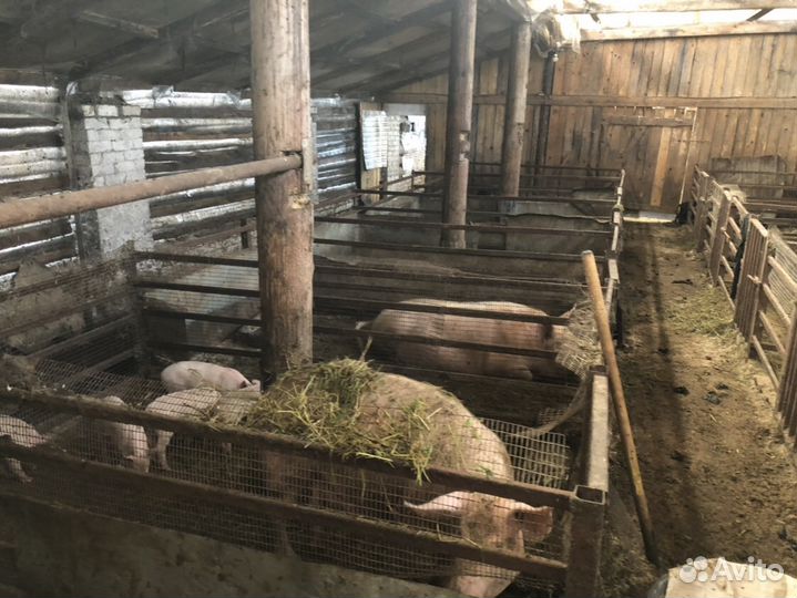Продам ферму