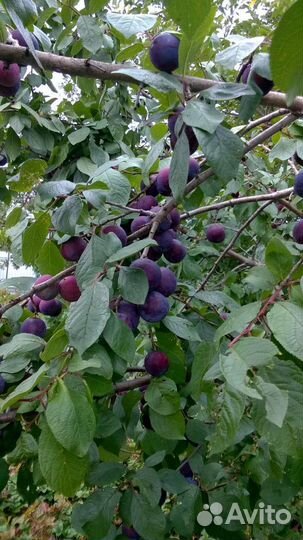 Саженцы сливы Утро и Волжская красавица