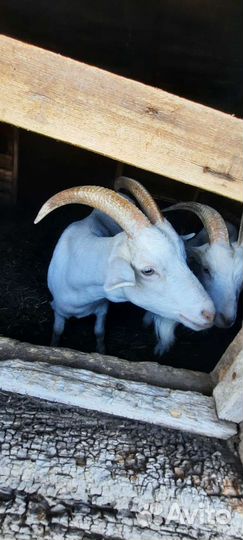 Коза дойная молочная