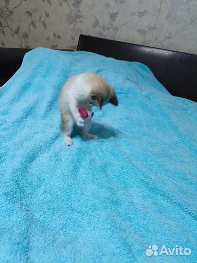 Самая ласковая девочка