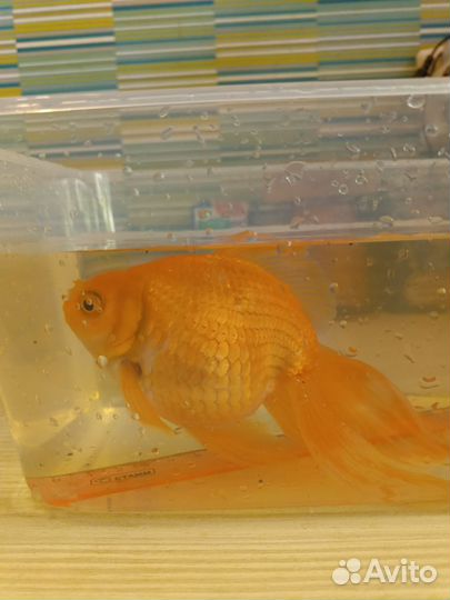 Золотая рыбка, риукин Екб