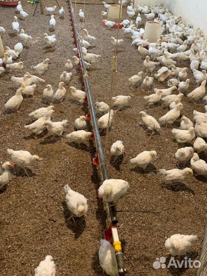 Цыплята адлерская серебристая