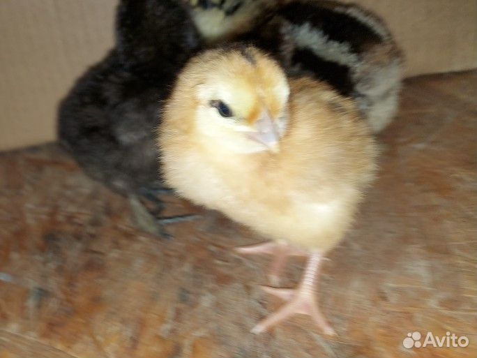 Цыплята микс